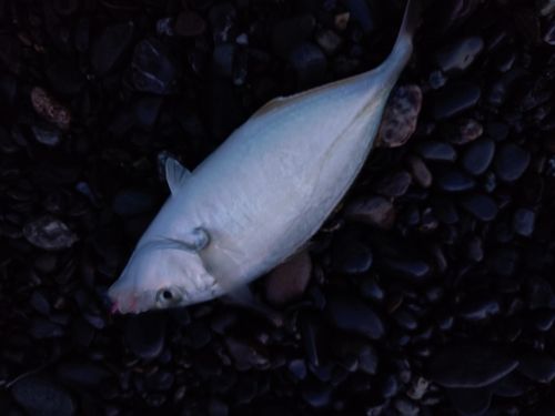 シマアジの釣果