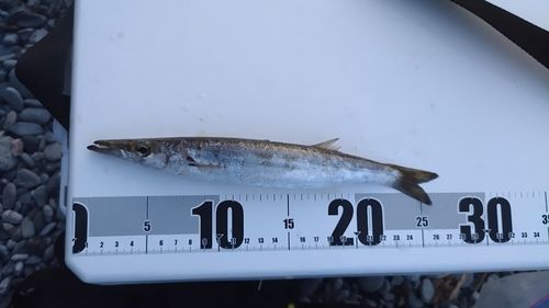 カマスの釣果