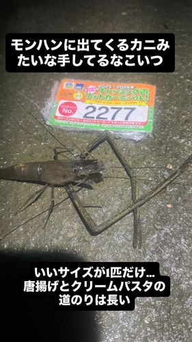 テナガエビの釣果