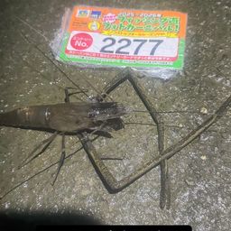 テナガエビ