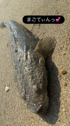 マゴチの釣果