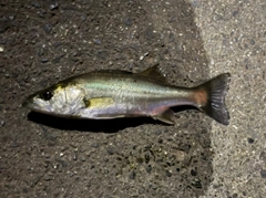 セイゴ（マルスズキ）の釣果