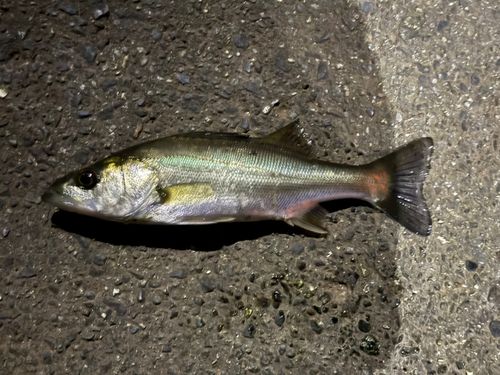 セイゴ（マルスズキ）の釣果