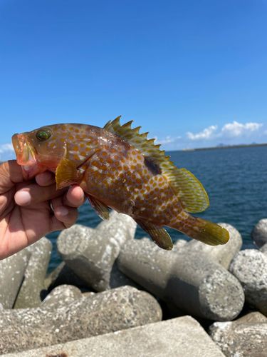 キジハタの釣果