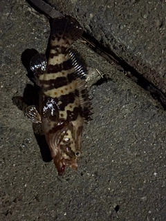 マハタの釣果
