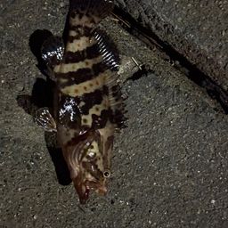 マハタ