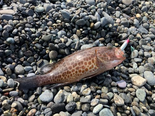 オオモンハタの釣果