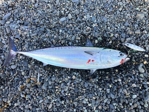 ソウダガツオの釣果