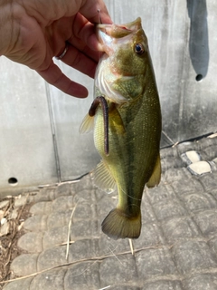 ラージマウスバスの釣果