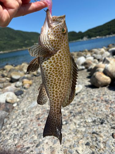 オオモンハタの釣果
