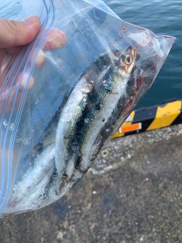 ウルメイワシの釣果