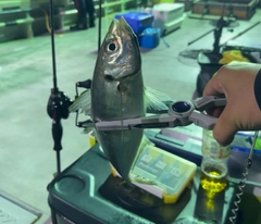 マアジの釣果