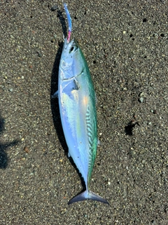 ソウダガツオの釣果