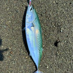 ソウダガツオ