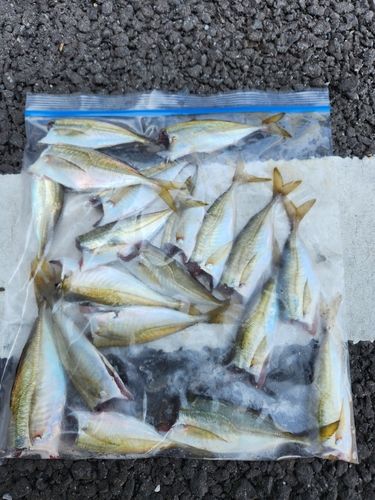 アジの釣果