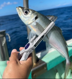 マアジの釣果