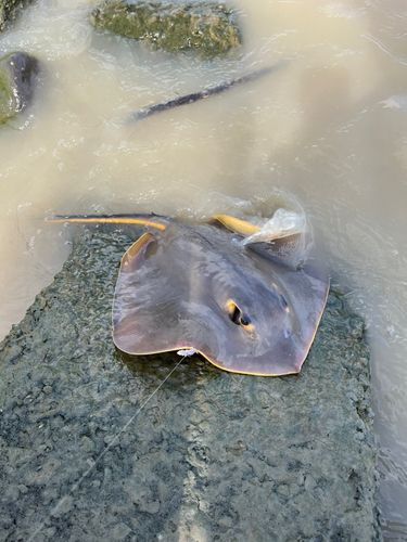 アカエイの釣果