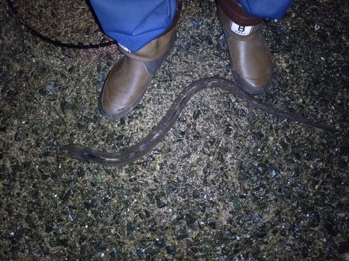 ホタテウミヘビ