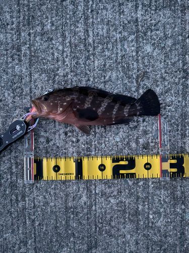 キジハタの釣果