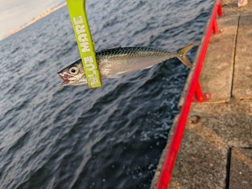 サバの釣果