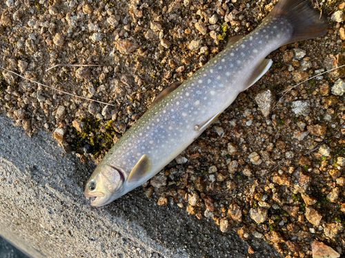 イワナの釣果