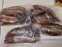 スルメイカの釣果