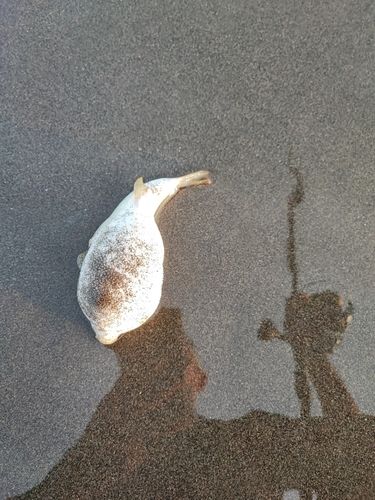 フグの釣果