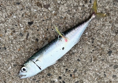 サバの釣果