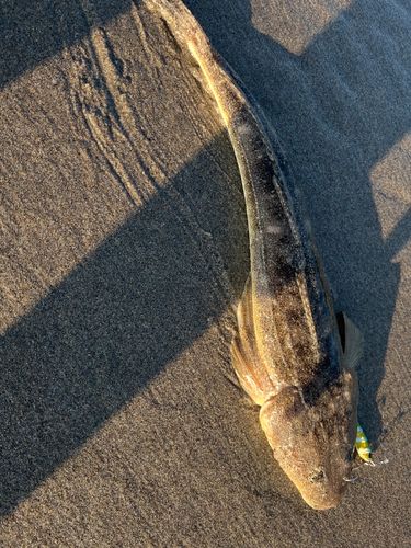マゴチの釣果