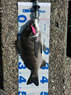 チヌの釣果