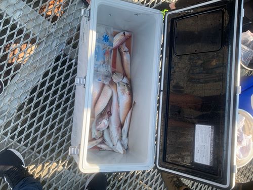 シロアマダイの釣果