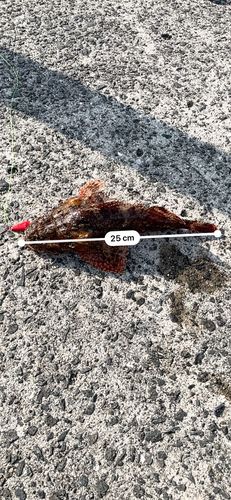 オニカサゴの釣果