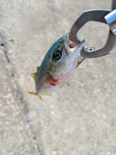 ワカシの釣果