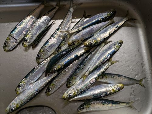 マイワシの釣果