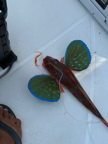 ホウボウの釣果