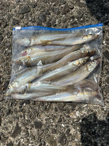キスの釣果