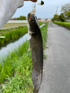 ナマズの釣果