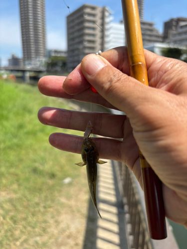 マハゼの釣果