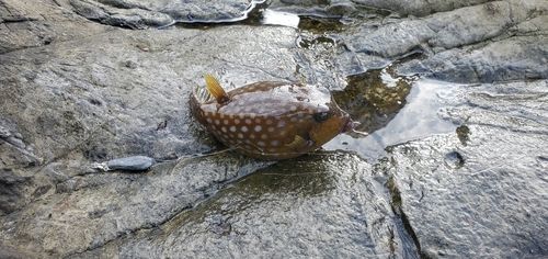 アイゴの釣果
