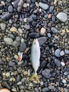 ワカシの釣果