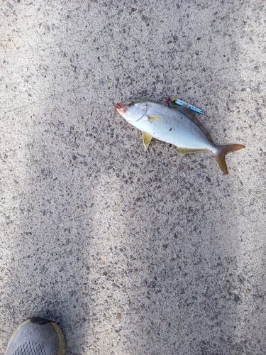 アカビラの釣果