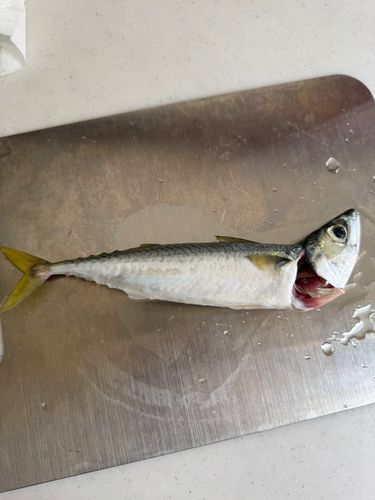 サバの釣果