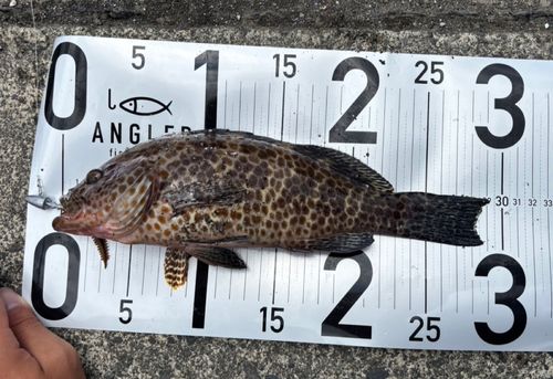 オオモンハタの釣果