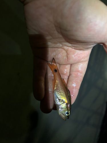 ネンブツダイの釣果
