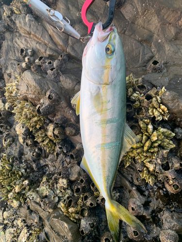 ワカシの釣果