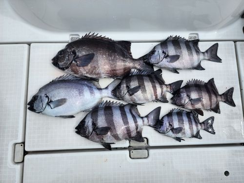 イシダイの釣果