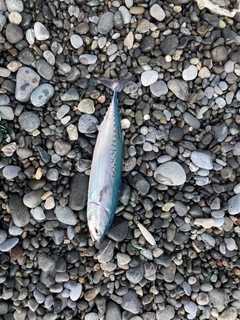 ソウダガツオの釣果