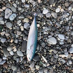 ソウダガツオ