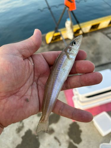 シロギスの釣果