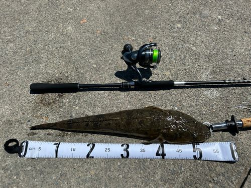 マゴチの釣果
